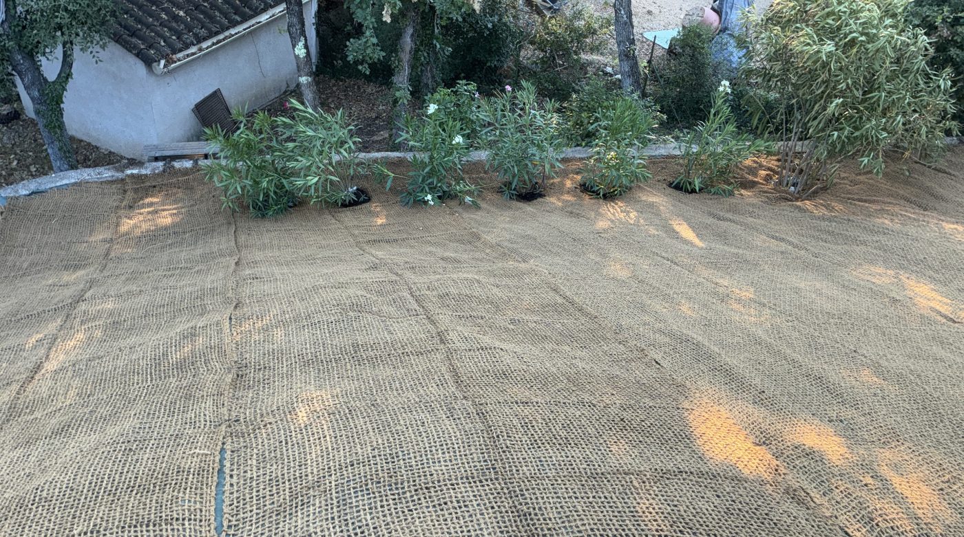 Toile en fibre de coco posée autour de lauriers-roses fraîchement plantés