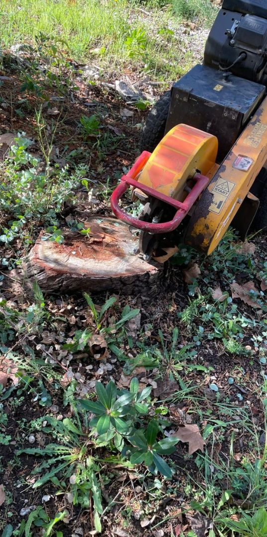 Avant : souche d’arbre et rogneuse en place