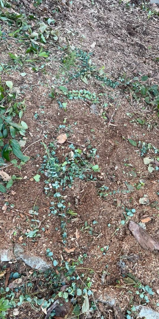 Après : souche rognée, sol plat recouvert de copeaux