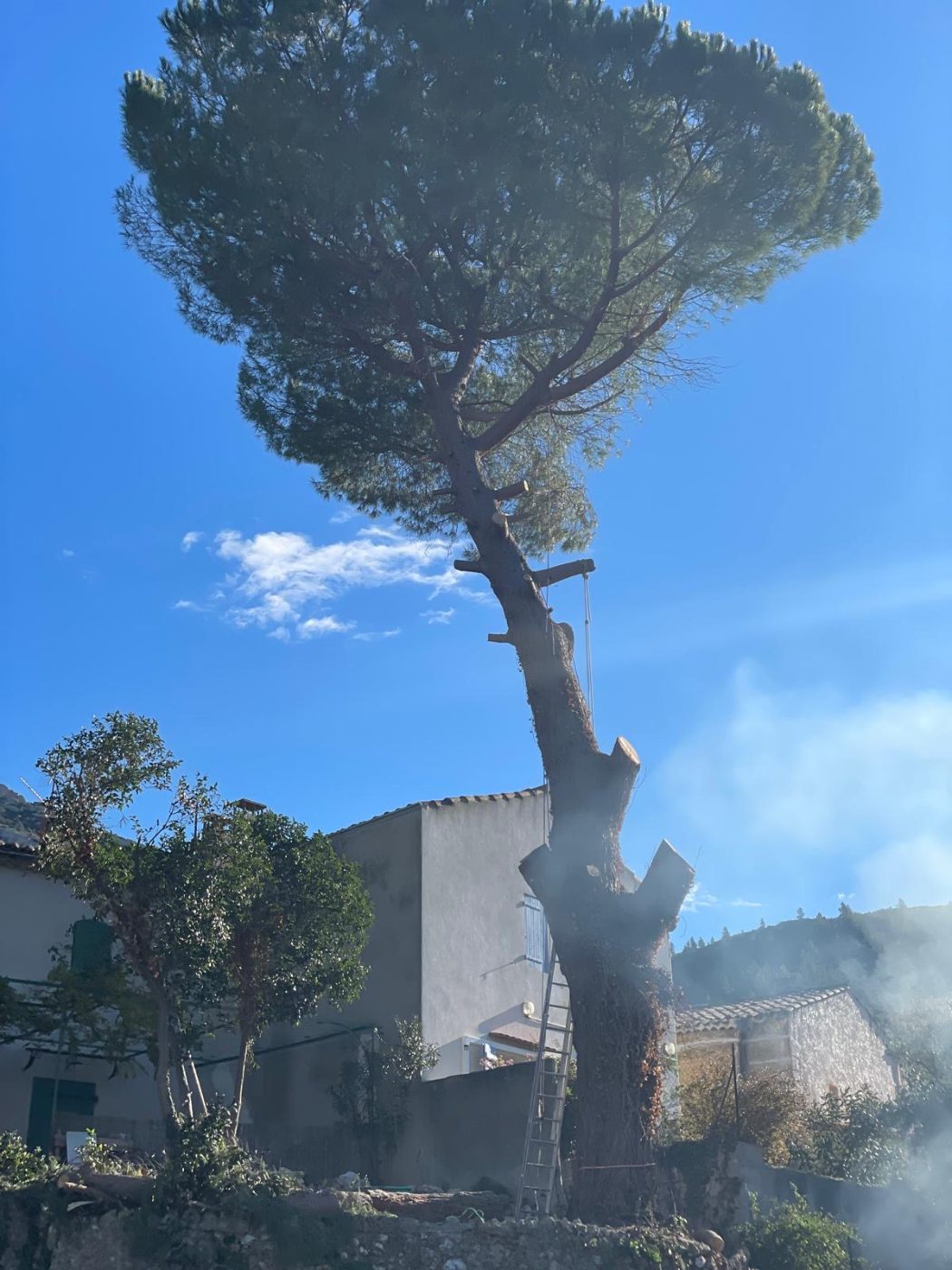 Démontage d’un grand pin parasol près d’une maison